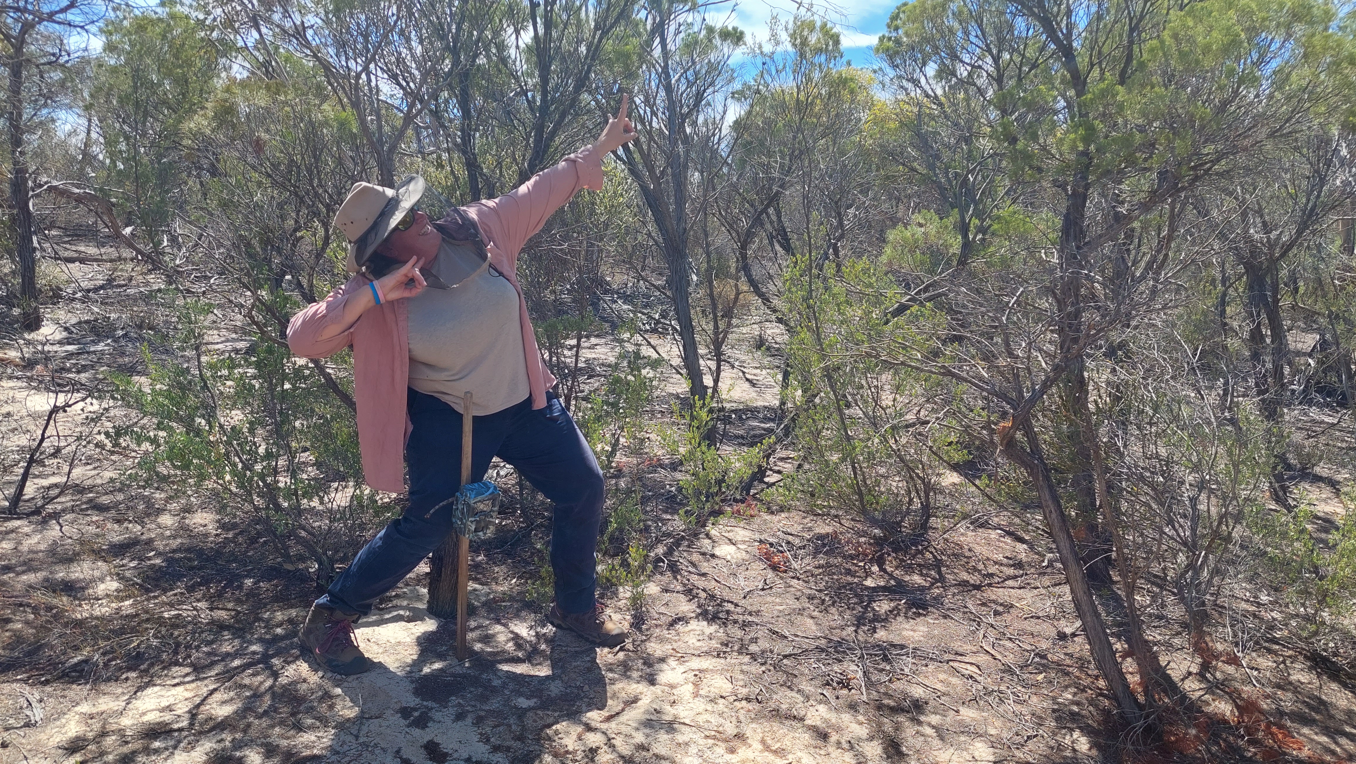 A hat-wearing woman doing a dab in front of a wooden stake with a camera trap attached, surrounded by mallee heath vegetation